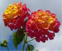 Photo de Lantana commun - Lantana camara