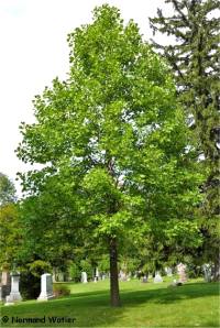 Photo de Tulipier de Virginie - Liriodendron tulipifera