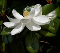 Magnolia � grandes fleurs - Magnolia grandiflora