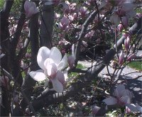 Magnolia soulangiana - Photo d' un Magnolia de soulange