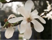 Photo d' un Magnolia �toil� Royal Star - Magnolia stellata 'Royal Star'