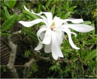 Photo de fleur d'un Magnolia �toil� - Magnolia stellata