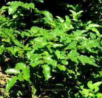 Photo de m�rier pleureur - Mahonia aquifolium