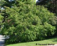 Photo d'un M�tas�quoia - Metasequoia glyptostroboides