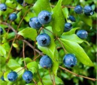 Photo de fruits de Myrte - Myrtus communis