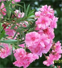 Nerium oleander - Photo de Laurier rose
