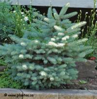 Photo d'�pinette du Colorado naine - Picea pungens 'globosa'