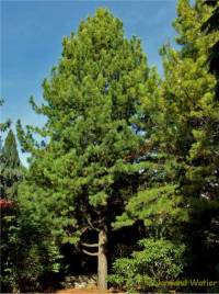 Photo de pin cembro - Pinus cembra