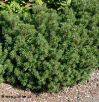 Photo de pin de montagne - Pinus mongo