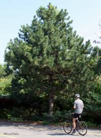 Photo de pin noir d'Autriche - Pinus nigra austriaca