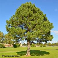 Photo de pin blanc - Pinus resinosa