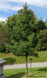 Photo de pin blanc tortueux - Pinus strobus contorta