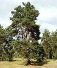 Photo de pin sylvestre - Pinus sylvestris