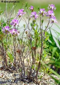 Rhododendron du Canada - Rhododendron canadense