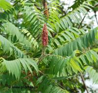 Fleurs de Vinaigrier - Rhus typhina
