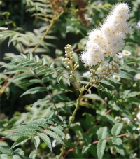 Photo de Sorbaria � feuilles de sorbier - Sorbaria sorbifolia