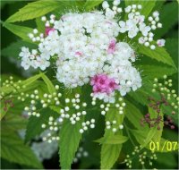 Spiraea japonica - Photo d'une Spir�e Japonaise