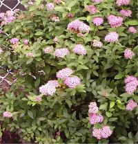 Spiraea bumalda - Photo de Spir�e de bumalda