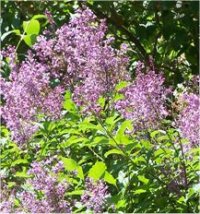 Syringa vulgaris Wedgewood - Photo de Lilas Fran�ais Wedgewood