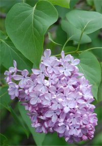 Photo de fleurs de lilas commun - Syringa vulgaris