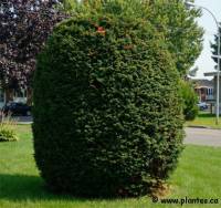 If du Japon - Taxus cuspidata