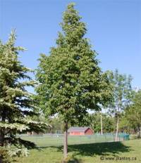 Tilleul � petites feuilles - Tilia cordata