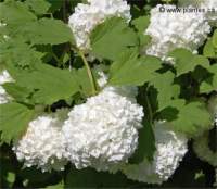 Viorne boule de neige - Viburnum opulus roseum
