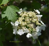Photo de viorne trilob� - Viburnum trilobum