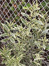 Weigella florida variegata - Photo d'arbuste Weigela