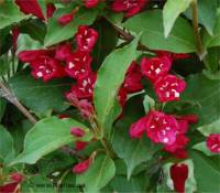Photo de weigela hybride - Weigela x hybrida