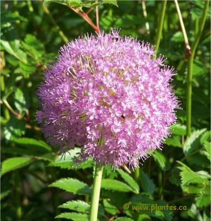 Photo d'Ail g�ant - Allium giganteum