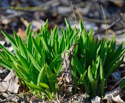 Ail des bois - Allium tricoccum