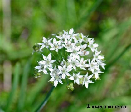 Ciboulette de Chine - Allium tuberosum