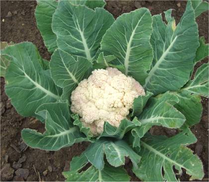 Photo de Chou-fleur - Brassica oleracea botrytis