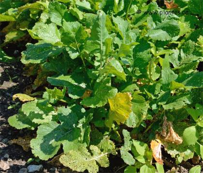 Photo de Navet - Brassica rapa rapifera