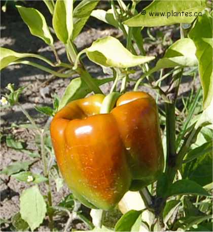 Photo d'un fruit de piment annuel - Capsicum annuum