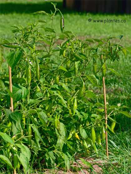 Photo d'un plant de piment p�ruvien - Capsicum baccatum