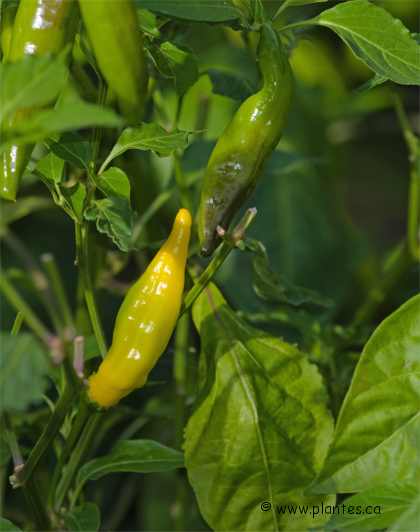 Photo de piment p�ruvien - Capsicum baccatum