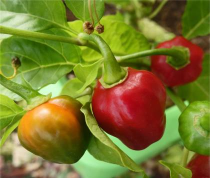 Photo de piment habanero - Capsicum chinense