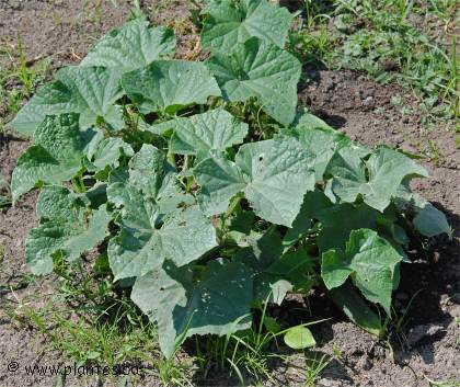 Photo de Concombre - Cucumis sativus