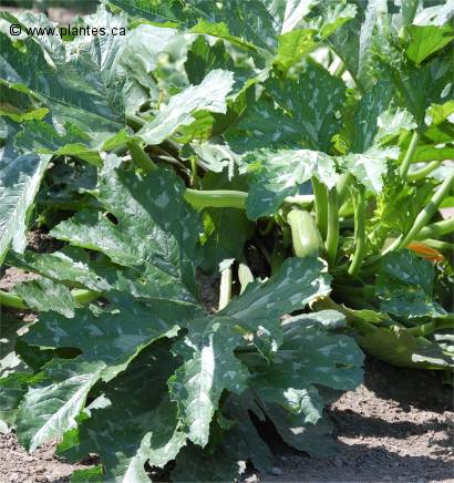 Photo de Zucchini - Cucurbita pepo