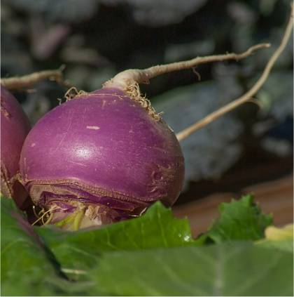 Photo d'un navet - Brassica rapa rapifera