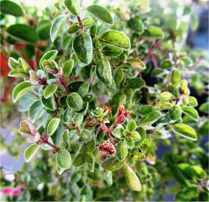 Photo de marjolaine - Origanum majorana