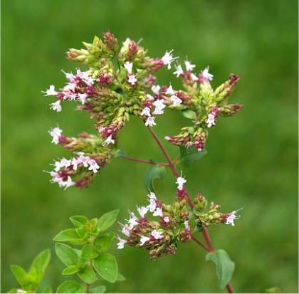 Photo d'Origan commun - Origanum vulgare
