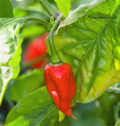 Photo de piment fort (Nagavina)