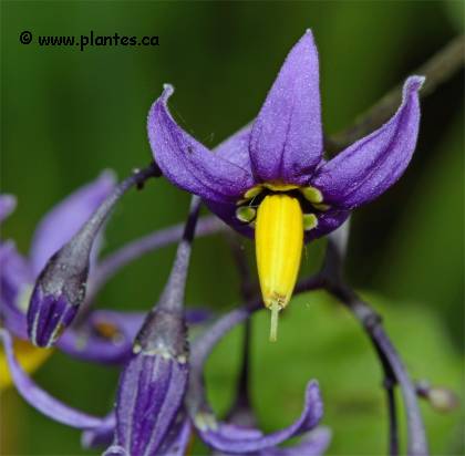 Photo de fleurs de morelle douce-Am�re - Solanum dulcamara