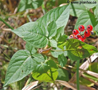 Photo de morelle douce-Am�re - Solanum dulcamara