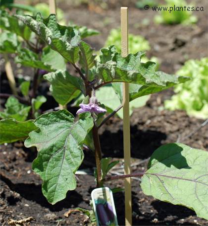 Photo de fleurs d'Aubergine- Solanum melongena