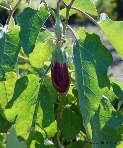 Photo d'Aubergine - Solanum melongena