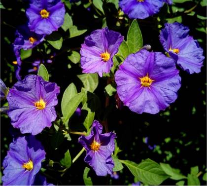 Photo d'Arbre à gentiane - Solanum rantonnetii